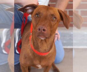Mutt Dogs for adoption in Carrollton, TX, USA