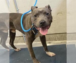 Mutt Dogs for adoption in Camarillo, CA, USA