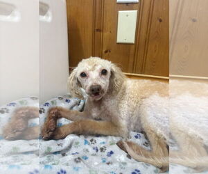 Poodle (Miniature)-Unknown Mix Dogs for adoption in Raleigh, NC, USA