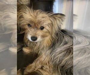 Medium Photo #1 Mutt Puppy For Sale in Chula Vista, CA, USA