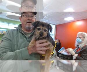 Mutt Dogs for adoption in Louisville, KY, USA