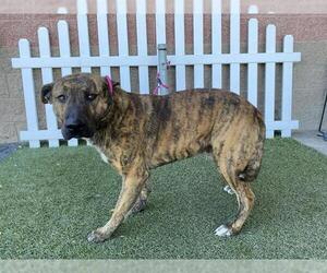 German Shepherd Dog-Unknown Mix Dogs for adoption in Modesto, CA, USA