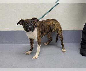 American Pit Bull Terrier-Unknown Mix Dogs for adoption in Louisville, KY, USA