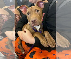 Mutt Dogs for adoption in Palatine/Kildeer/Buffalo grove, IL, USA