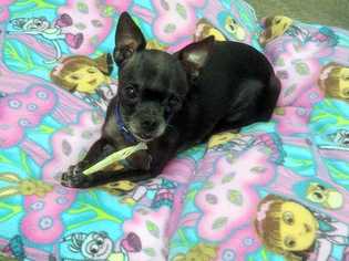 Boston Huahua Dogs for adoption in Tempe, AZ, USA