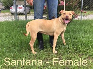 Bull Terrier Dogs for adoption in Waycross, GA, USA