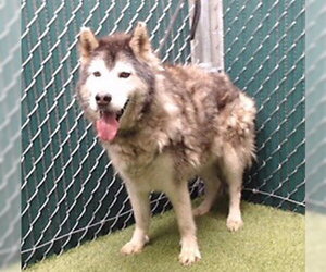 Siberian Husky Dogs for adoption in Downey, CA, USA