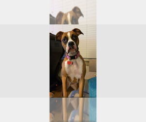 Boxer Dogs for adoption in Austin, TX, USA