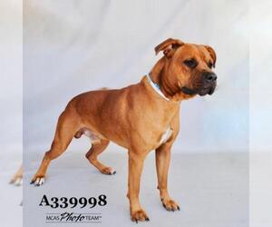 Rottweiler-American Pit Bull Terrier Dogs for adoption in Conroe, TX, USA