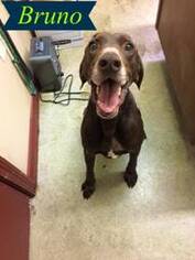 Lab-Pointer Dogs for adoption in Cincinnati, OH, USA