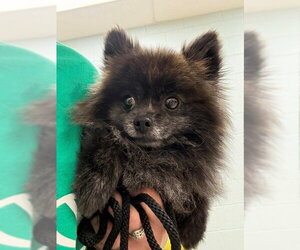 Pomeranian Dogs for adoption in Brighton, CO, USA