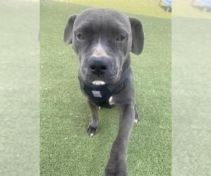 American Pit Bull Terrier Dogs for adoption in Pasadena, TX, USA