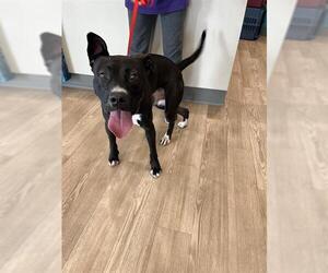 American Pit Bull Terrier Dogs for adoption in Pearland, TX, USA