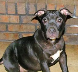American Pit Bull Terrier Dogs for adoption in Cochran, GA, USA
