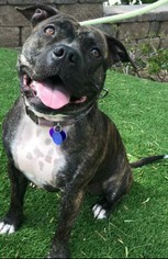 Staffordshire Bull Terrier-Unknown Mix Dogs for adoption in valley center, CA, USA