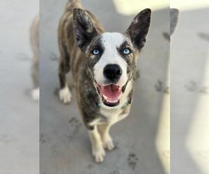 Mutt Dogs for adoption in Santa Maria, CA, USA
