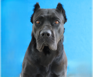 Mutt Dogs for adoption in Pasadena, CA, USA