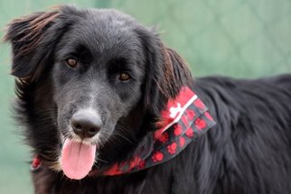 Australian Retriever Dogs for adoption in Wetumpka, AL, USA