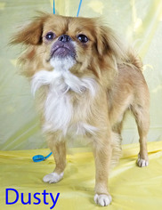 Pekingese Dogs for adoption in Griffin, GA, USA