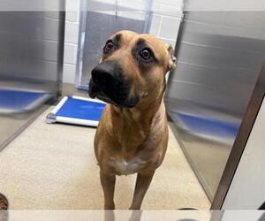 Black Mouth Cur-Unknown Mix Dogs for adoption in Grand Prairie, TX, USA