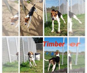 Coonhound Dogs for adoption in Pierceton , IN, USA
