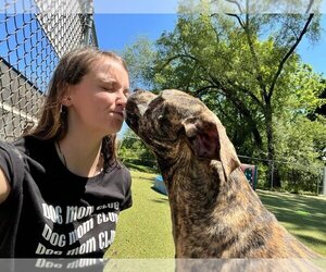 American Staffordshire Terrier-Plott Hound Mix Dogs for adoption in Astoria, NY, USA