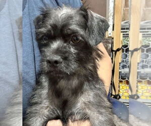 Mutt Dogs for adoption in San Diego, CA, USA
