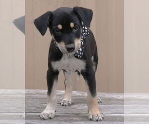 Chihuahua-Unknown Mix Dogs for adoption in Bandera, TX, USA