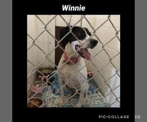 Pointer Dogs for adoption in Kewanee, IL, USA