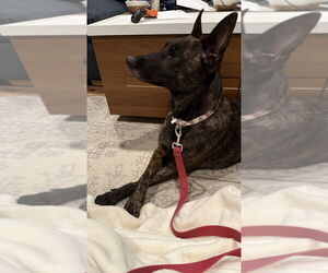 Holland Shepherd Dogs for adoption in Imlay City, MI, USA