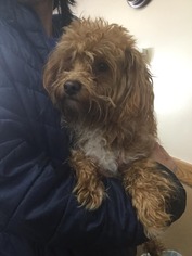 ShihPoo Dogs for adoption in Martinsburg, WV, USA