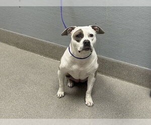 American Pit Bull Terrier-Unknown Mix Dogs for adoption in Las Vegas, NV, USA