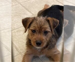 Silky Terrier-Unknown Mix Dogs for adoption in Dahlgren, VA, USA