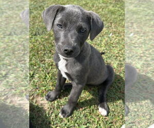 Labrador Retriever-Unknown Mix Dogs for adoption in Garner, NC, USA