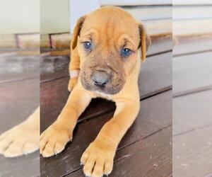 Labrador Retriever-Unknown Mix Dogs for adoption in San Antonio, TX, USA
