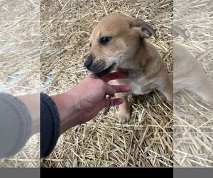 Mountain Cur-Retriever  Mix Dogs for adoption in Tracy City, TN, USA