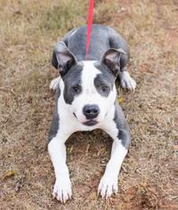 Weimaraner Dogs for adoption in Atlanta, GA, USA