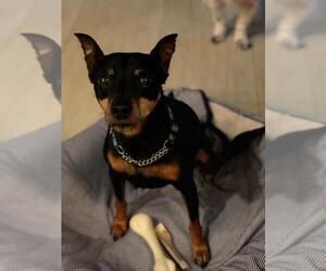Miniature Pinscher Dogs for adoption in Amherst, MA, USA