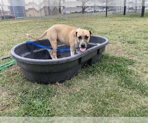 Black Mouth Cur Dogs for adoption in Corpus Christi, TX, USA
