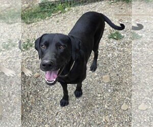 Labrador Retriever-Unknown Mix Dogs for adoption in Woodsfield, OH, USA