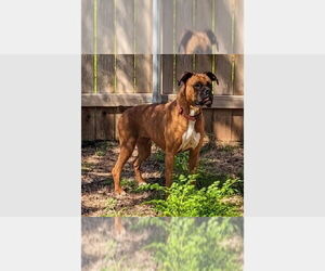 Boxer Dogs for adoption in Austin, TX, USA