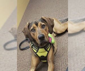 Coonhound-German Shepherd Dog Mix Dogs for adoption in Birmingham, AL, USA