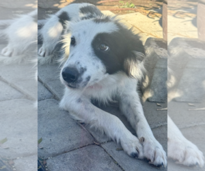 Border Collie-Unknown Mix Dogs for adoption in Newport Beach, CA, USA