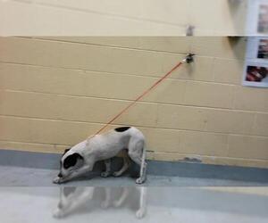 Medium Photo #1 Anatolian Shepherd-Unknown Mix Puppy For Sale in Tulsa, OK, USA