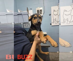 German Shepherd Dog-Unknown Mix Dogs for adoption in Evansville, IN, USA