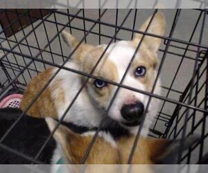 Cardigan Welsh Corgi Dogs for adoption in Houston, TX, USA