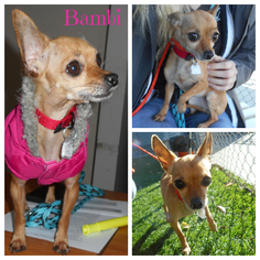 Chihuahua Dogs for adoption in danville, CA, USA