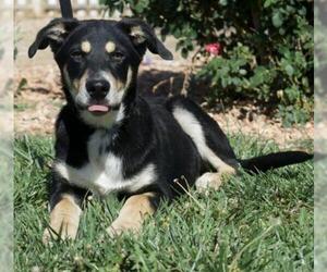 Shepradors Dogs for adoption in Palo Alto, CA, USA