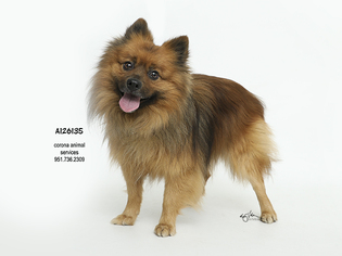 Pomeranian Dogs for adoption in Corona, CA, USA