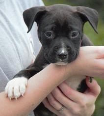 Medium Photo #6 Boxer-Unknown Mix Puppy For Sale in Columbus, GA, USA